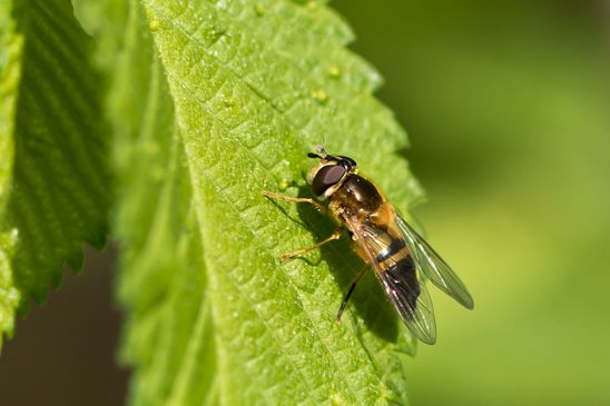  Zweiband-Wiesenschwebfliege          Epistrophe eligans              ( Sachsen-Anhalt Mai  2026 )  