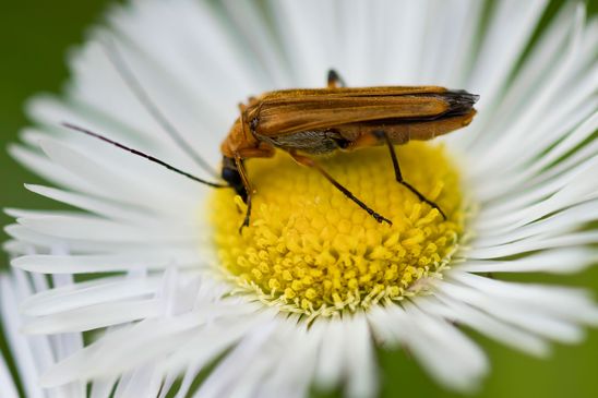 Echter Schenkelkäfer           Oedemera podagrariae     ( Baden - Württemberg Juni 2024 )