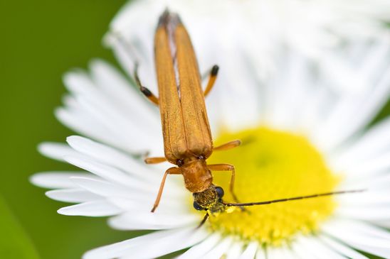 Echter Schenkelkäfer         Oedemera podagrariae     ( Baden - Württemberg Juni 2024 )
