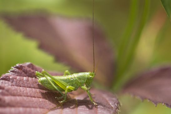 Grünes Heupferd         Tettigonia viridissima                (Nymphe )            ( Baden - Württemberg Juni 2024 )