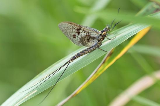 Insekt des Jahres 2021        Dänische Eintagsfliege       Ephemera danica       ( Sachsen - Anhalt Mai 2023 )
