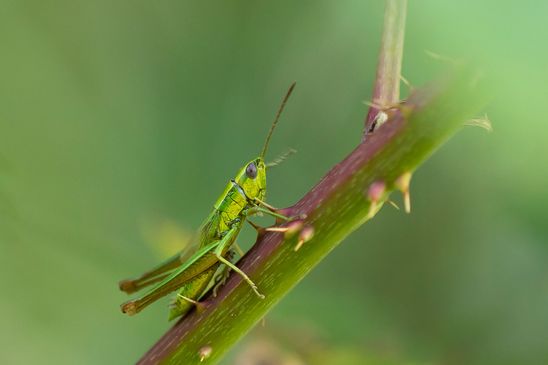 Kleine Goldschrecke         Euthystira brachyptera         männlich          ( Sachsen-Anhalt Juli 2026 )
