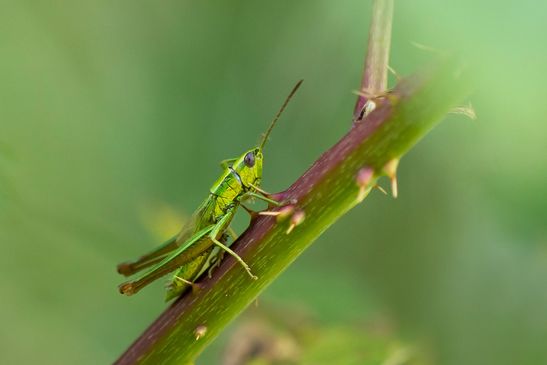 Kleine Goldschrecke         Euthystira brachyptera         männlich          ( Sachsen-Anhalt Juli 2026 )