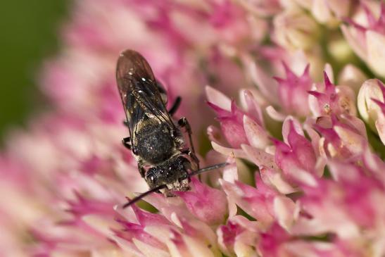 Kegelbiene       noch unbestimmt       Coelioxys sp.       ( Brandenburg September 2020 )