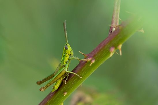 Kleine Goldschrecke         Euthystira brachyptera         männlich          ( Sachsen-Anhalt Juli 2026 )
