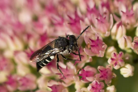 Kegelbiene       noch unbestimmt       Coelioxys sp.       ( Brandenburg September 2020 )
