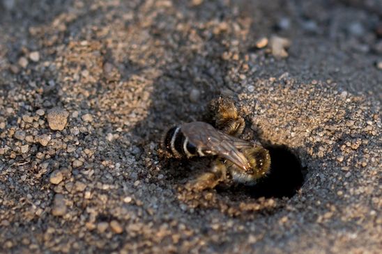 ev. Wegwarten - Hosenbiene      Braunbürstige Hosenbiene          Dasypoda hirtipes      weiblich              ( Sachsen - Anhalt  Juli   2026 )  