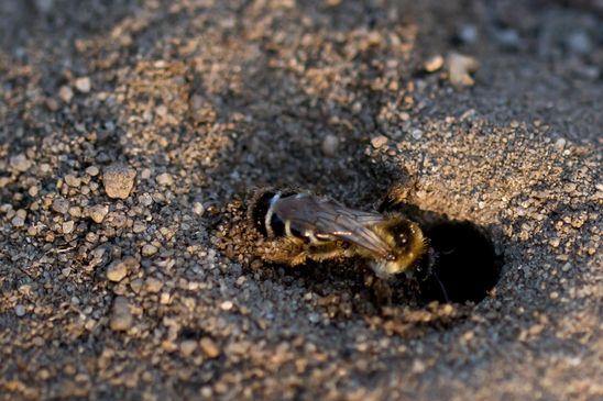 ev. Wegwarten - Hosenbiene      Braunbürstige Hosenbiene          Dasypoda hirtipes      weiblich              ( Sachsen - Anhalt  Juli   2026 )  
