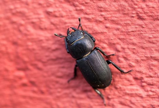 Balkenschröter         Dorcus parallelipipedus         ( Brandenburg  Juni 2024 )