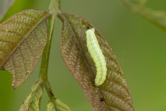 Kleiner Frostspanner          Operophtera brumata         ( Sachsen - Anhalt Mai 2026 )     