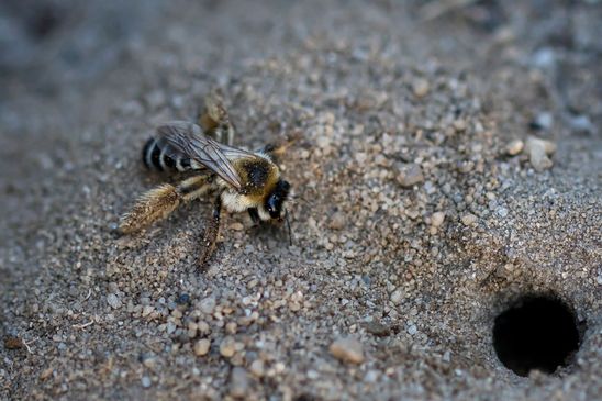 ev. Wegwarten - Hosenbiene      Braunbürstige Hosenbiene          Dasypoda hirtipes      weiblich              ( Sachsen - Anhalt  Juli   2026 )     