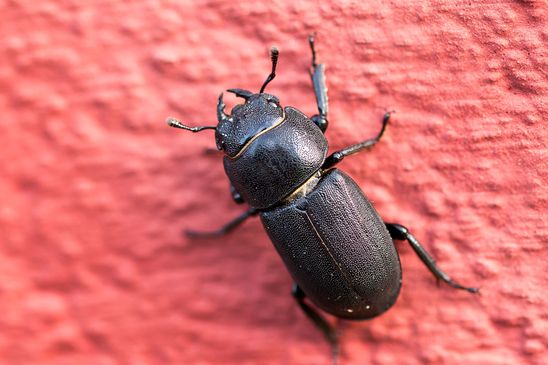 Balkenschröter         Dorcus parallelipipedus         ( Brandenburg  Juni 2024 )