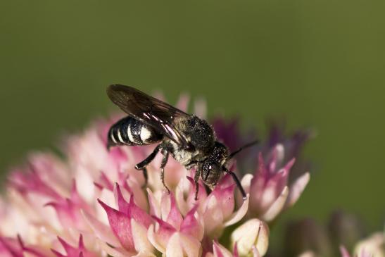 Kegelbiene       noch unbestimmt       Coelioxys sp.       ( Brandenburg September 2020 )