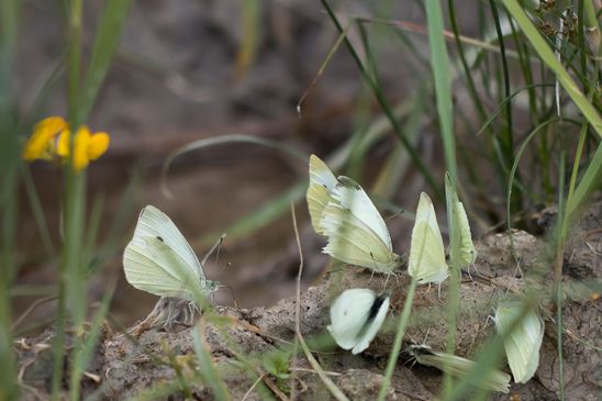 Kleiner Kohlweißling         Pieris rapae          ( Sachsen-Anhalt Juli 2024 )  