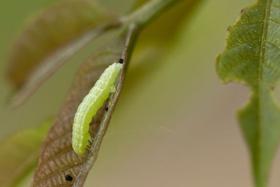 Kleiner Frostspanner          Operophtera brumata         ( Sachsen - Anhalt Mai 2026 )     