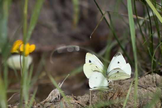 Kleiner Kohlweißling         Pieris rapae          ( Sachsen-Anhalt Juli 2024 )  