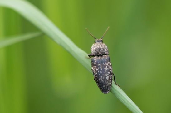 Mausgrauer Schnellkäfer   Agrypnus murinus           ( Sachsen - Anhalt Mai 2026 )   