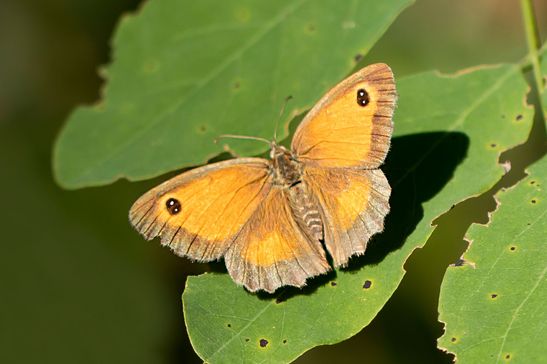 Rotbraunes Ochsenauge         Pyronia tithonus         ( Naturparadies Grünhaus Brandenburg August 2024 )
