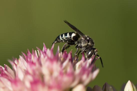 Kegelbiene       noch unbestimmt       Coelioxys sp.       ( Brandenburg September 2020 )