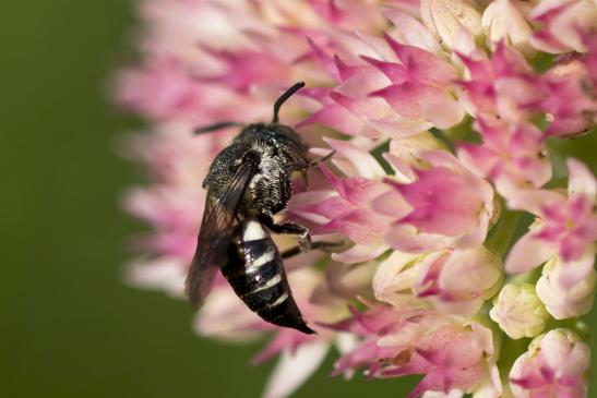 Kegelbiene       noch unbestimmt       Coelioxys sp.       ( Brandenburg September 2020 )