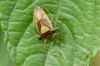 Wipfel - Stachelwanze Acanthosoma haemorridale