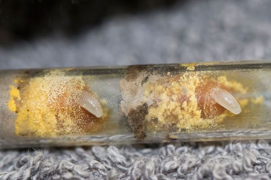 Noch Eier oder doch schon Larven ?  vermutlich Rostrote Mauerbiene von meinem Balkon     Osmia bicornis  oder Gehörnte Mauerbiene      Osmia cornuta           (Sachsen - Anhalt  April 2020) 