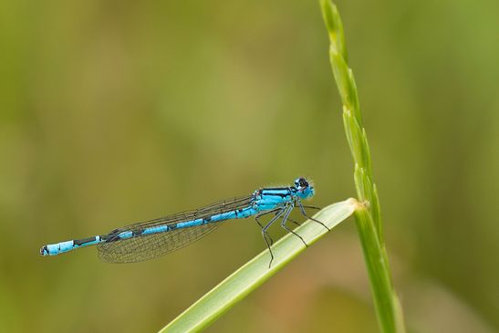 Gemeine Becherjungfer       Enallagma cyathigerum      männlich          ( Sachsen-Anhalt Juni 2023 )