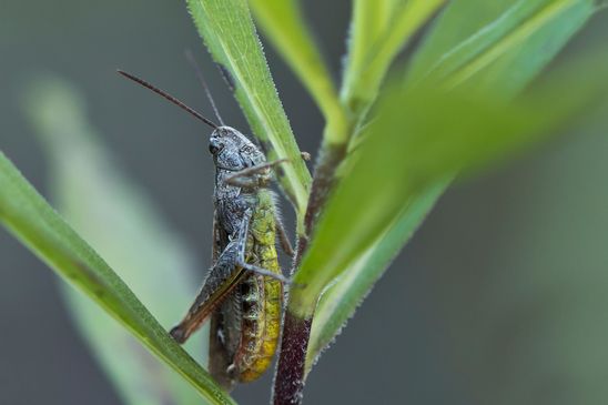   noch unbestimmt          ( Naturparadies Grünhaus  Brandenburg August 2024 )