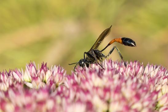 Grabwespe       Ammophila  sp.        ( Brandenburg September 2020 ) 