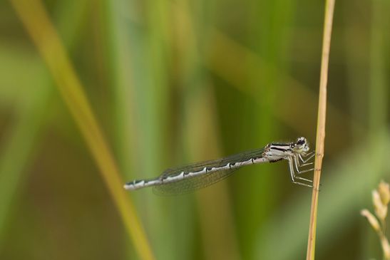 Gemeine Becherjungfer  mit Außenparasiten  ( Larven von Wassermilben )       Enallagma cyathigerum weiblich          ( Sachsen-Anhalt Juni 2023 )