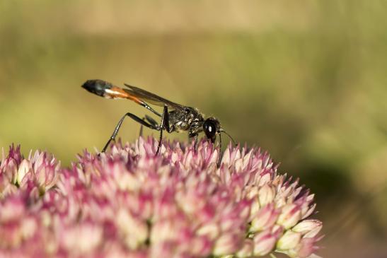 Grabwespe       Ammophila  sp.        ( Brandenburg September 2020 ) 