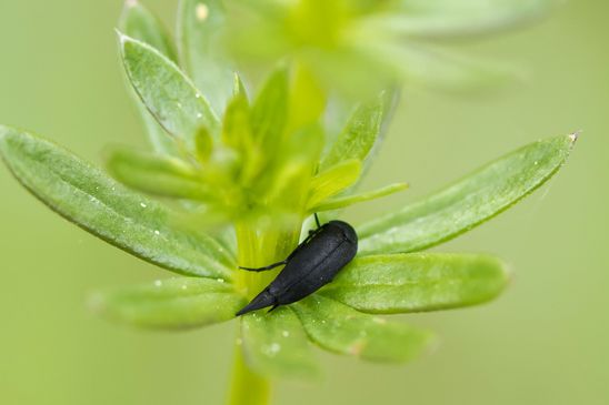 Stachelkäfer ( welcher ? )         Mordellistena sp.           ( Sachsen-Anhalt Mai 2026 )   