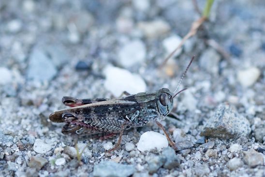  Italienische Schönschrecke     Calliptamus italicus        ( Naturparadies Grünhaus  Brandenburg August 2024 )