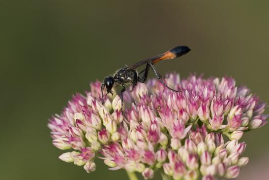 Grabwespe       Ammophila  sp.        ( Brandenburg September 2020 ) 