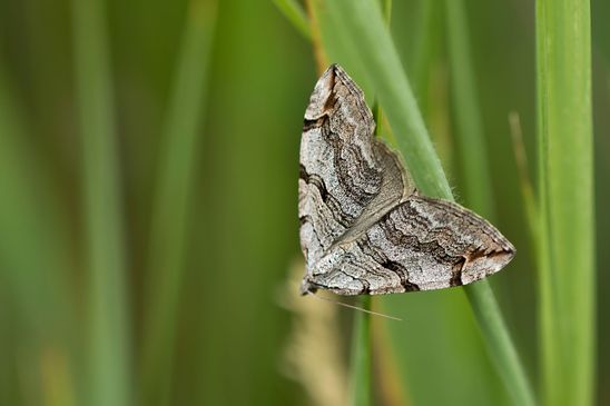 Großer Johanniskraut - Spanner         Aplocera plagiata       ( Sachsen-Anhalt Juni 2023 )     