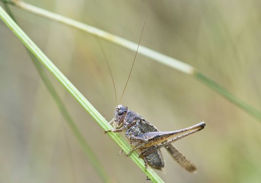 Westliche Beißschrecke       Platycleis albopunctata          männlich        ( Sachsen - Anhalt Juli 2026 )