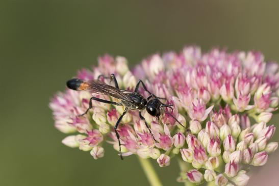 Grabwespe       Ammophila  sp.        ( Brandenburg September 2020 ) 