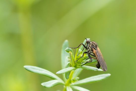 Gewürfelte Tanzfliege        Empis tesselata            männlich         ( Sachsen - Anhalt Mai 2025 ) 