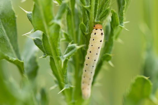 Larve der Blattwespe Tenthredo zona              ( Sachsen - Anhalt Juni 2023 )     
