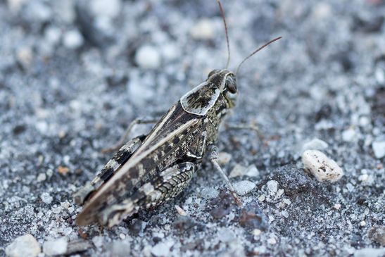 Italienische Schönschrecke     Calliptamus italicus        ( Naturparadies Grünhaus  Brandenburg August 2024 )