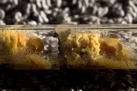 Larven der vermutlich Rostroten Mauerbiene von meinem Balkon    Osmia bicornis   oder Gehörnte Mauerbiene      Osmia cornuta      (Sachsen - Anhalt  April 2020) 