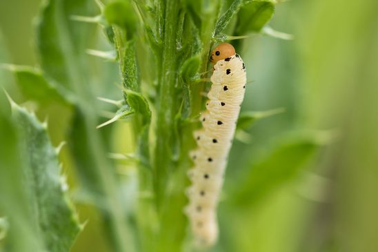 Larve der Blattwespe Tenthredo zona              ( Sachsen - Anhalt Juni 2023 )      