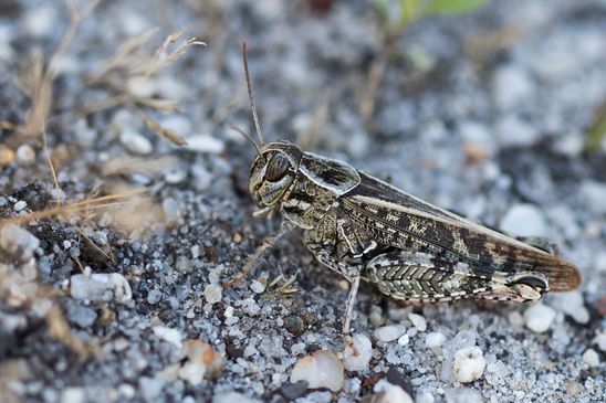  Italienische Schönschrecke     Calliptamus italicus        ( Naturparadies Grünhaus  Brandenburg August 2024 )