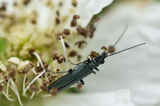 Graugrüner Schenkelkäfer         Oedemera virescens            ( Sachsen-Anhalt Juni  2023 )  