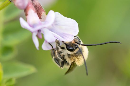 vermutlich         Mai - Langhornbiene       Eucera nigrescens       männlich ( Sachsen - Anhalt   04. Mai   2026 )                 