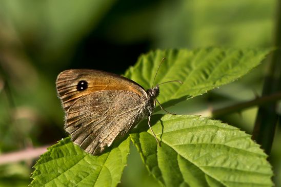 Rotbraunes Ochsenauge         Pyronia tithonus         ( Naturparadies Grünhaus Brandenburg August 2024 )