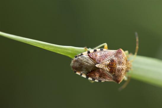 Fleckige Brutwanze      Elasmucha grisea     ( Sachsen-Anhalt Juli 2020 )     