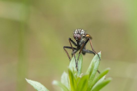 Gewürfelte Tanzfliege        Empis tesselata            männlich         ( Sachsen - Anhalt Mai 2025 ) 