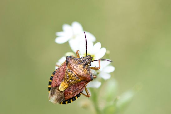 Purpur - Fruchtwanze        Carpocoris purpureipennis               ( Naturparadies Grünhaus   Brandenburg August 2024 ) 