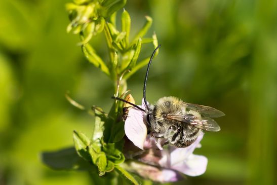 vermutlich         Mai - Langhornbiene       Eucera nigrescens       männlich ( Sachsen - Anhalt   17. Mai   2026 )   